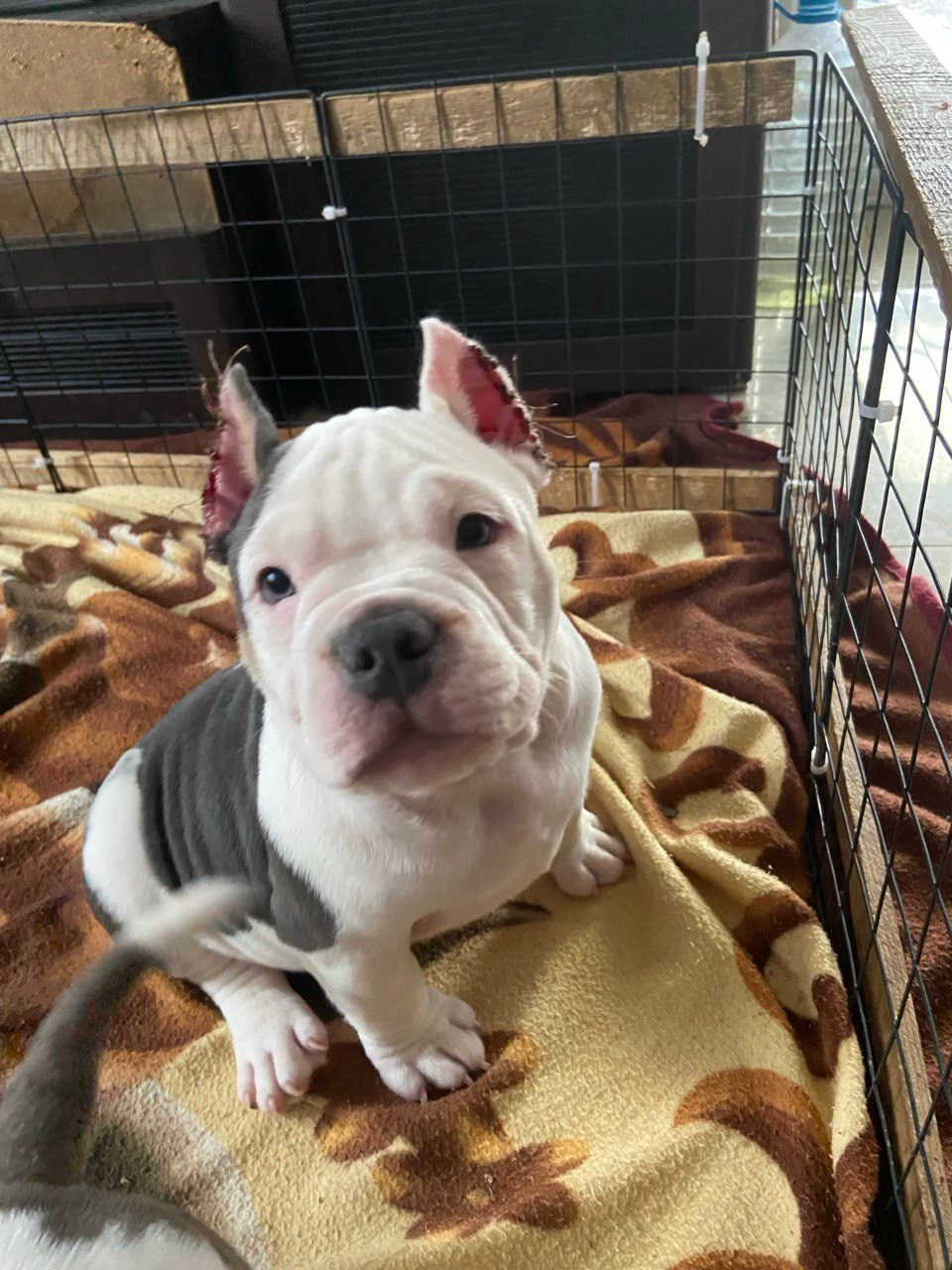 Свободные щенки Американский Булли, в типах покет, классик, стандарт. Американский Булли в г. Ростов-на-Дону. Питомник THE POWER OF SIBERIA