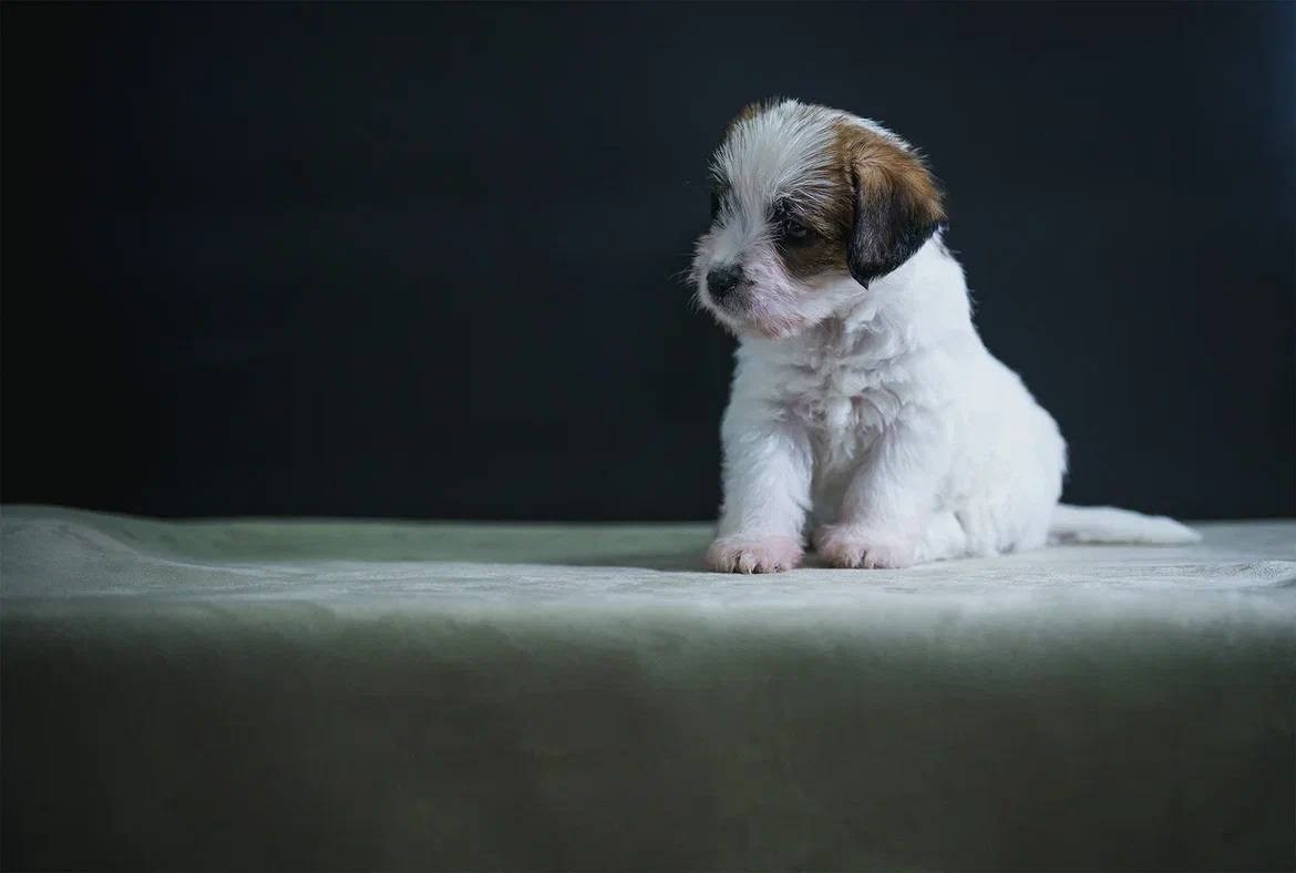 Кобель 1. Lovely-Orange питомник джек рассел терьеров