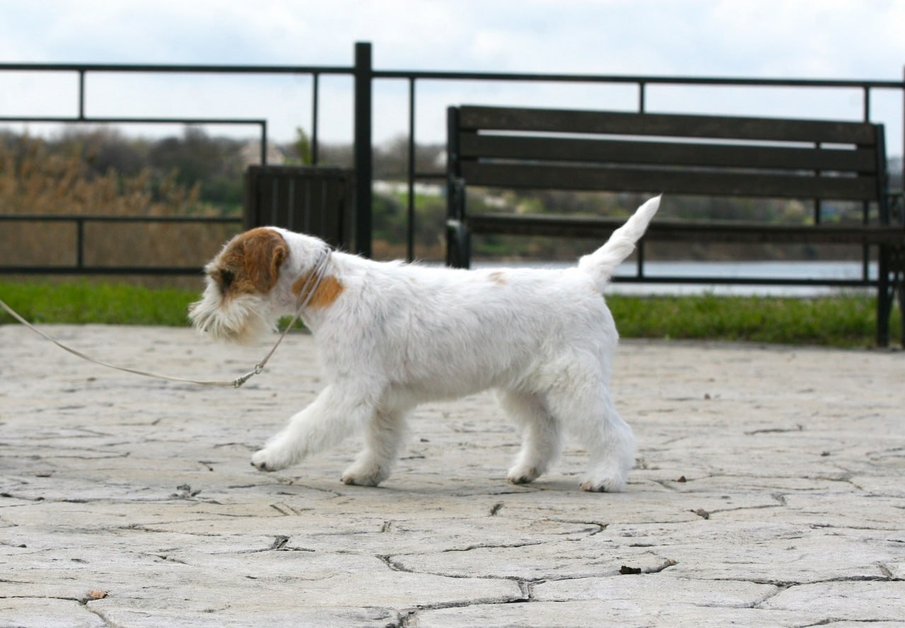 Lovely-Orange Coza Nostra. Lovely-Orange питомник джек рассел терьеров