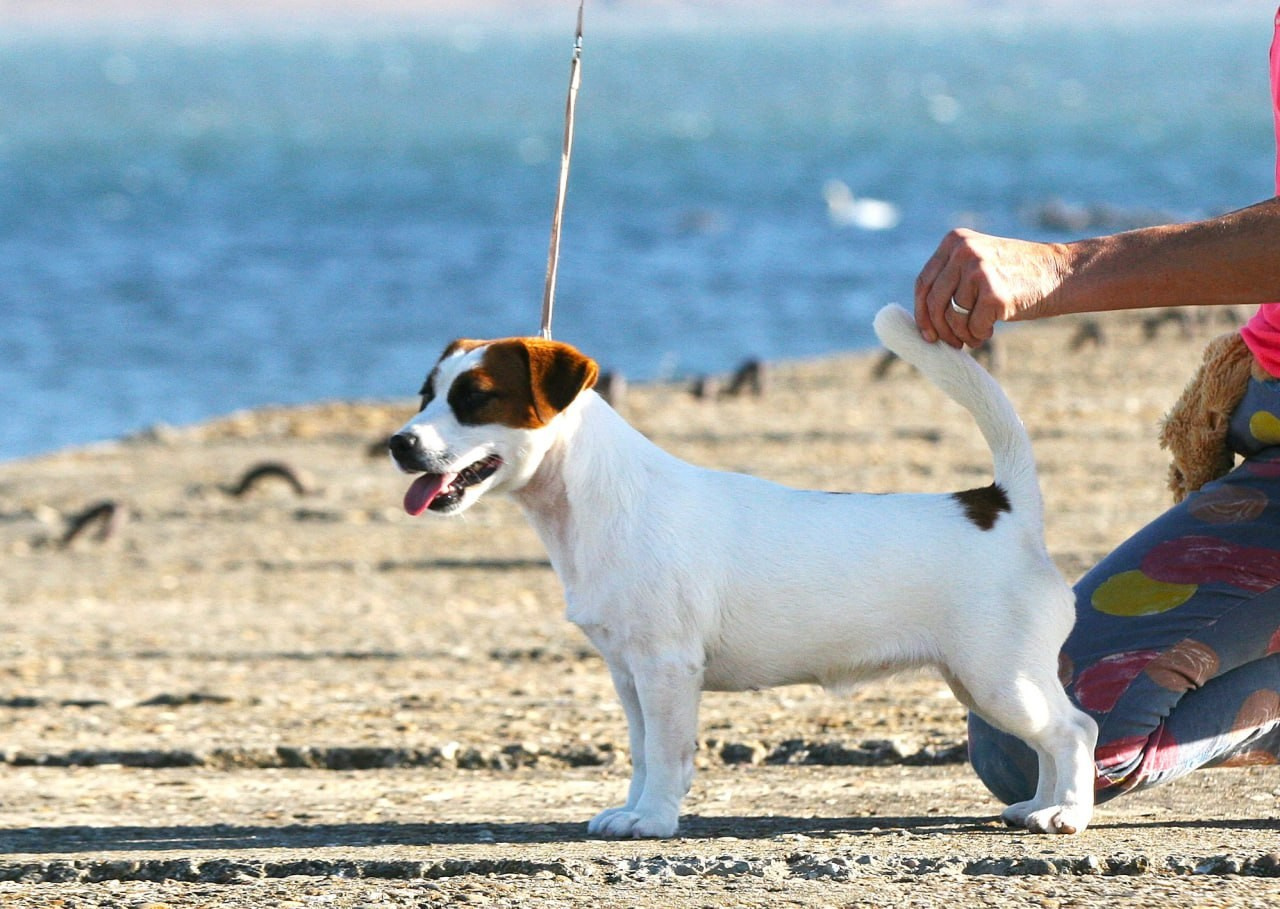 Lovely-Orange Avrora. Lovely-Orange питомник джек рассел терьеров