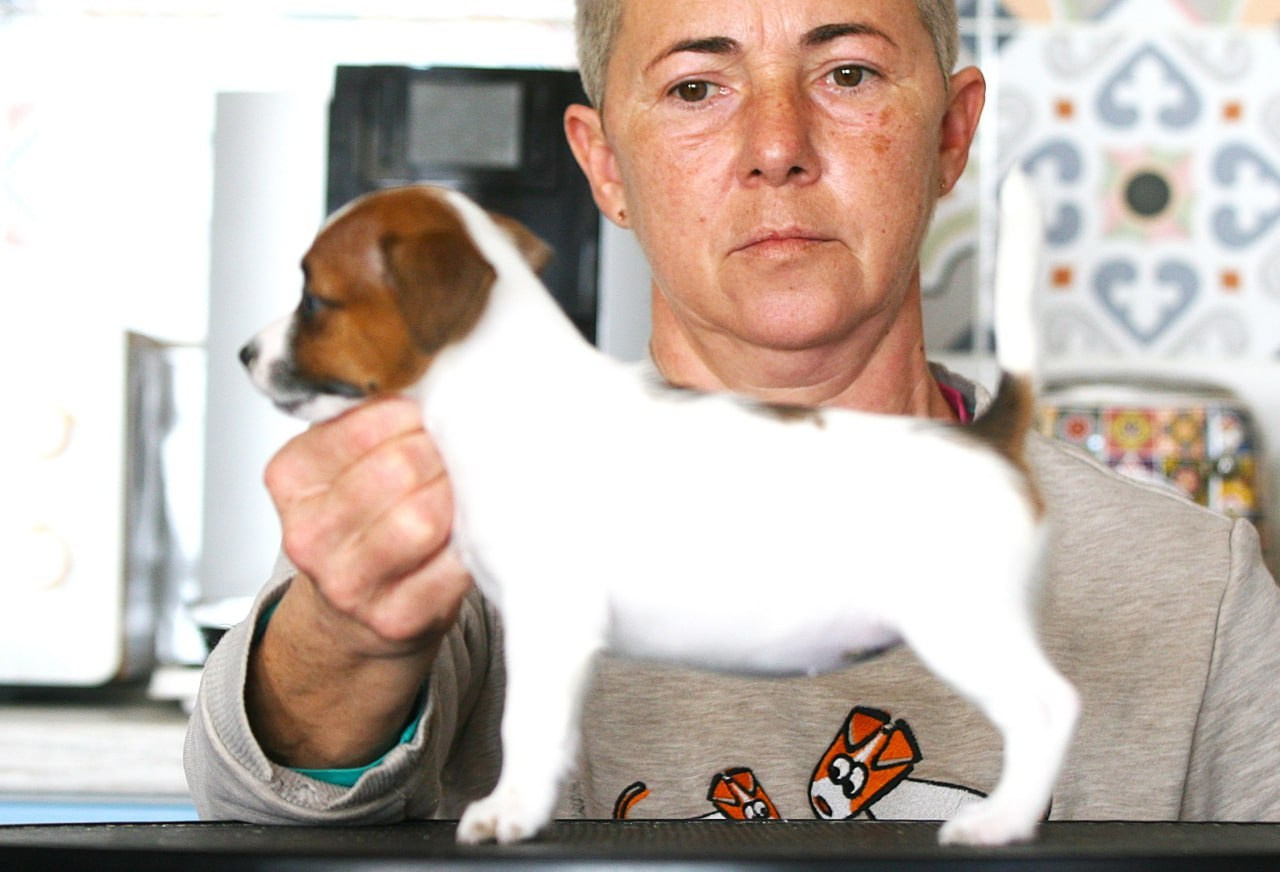 Сука 2. Lovely Orange kennel Jack Russell Terrier FCI/RKF