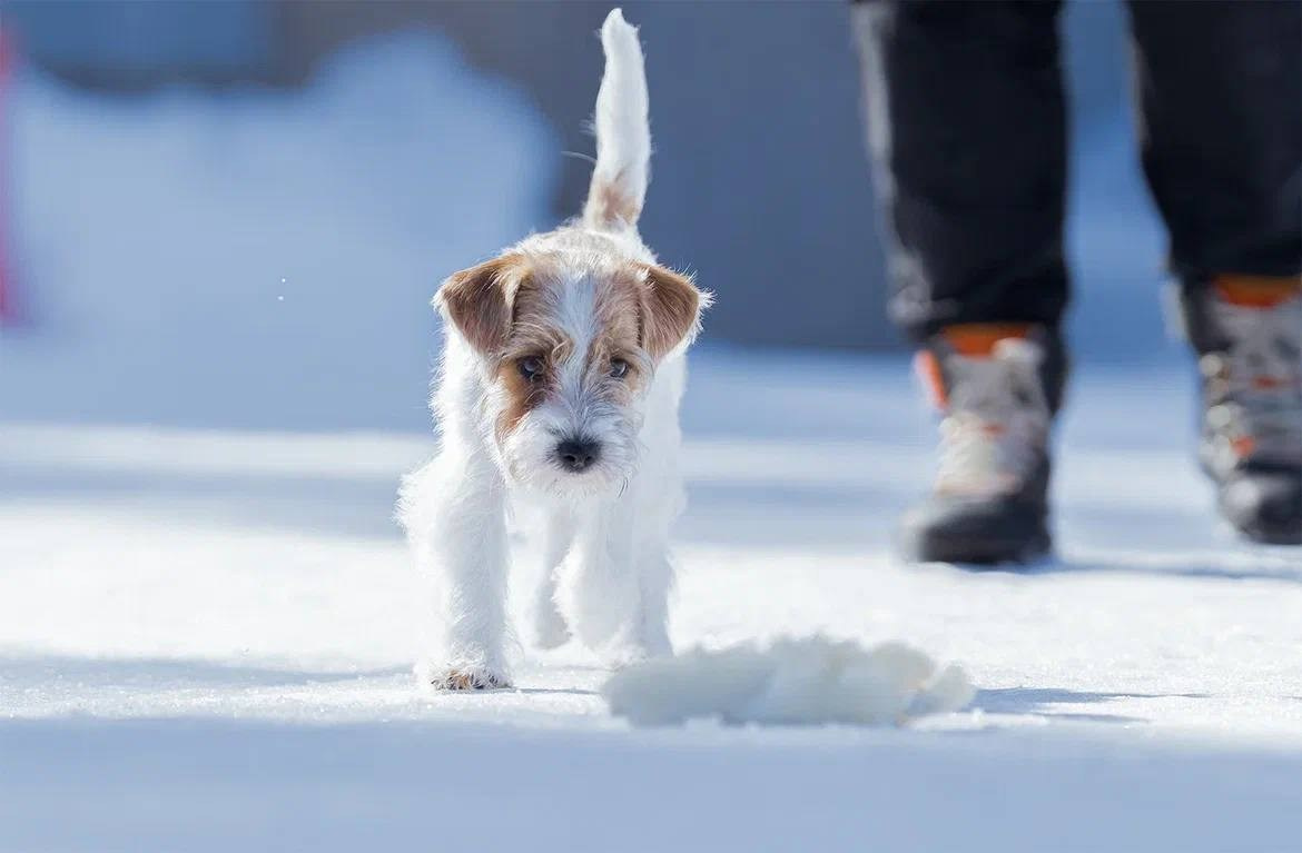 Сука 6. Lovely-Orange питомник джек рассел терьеров