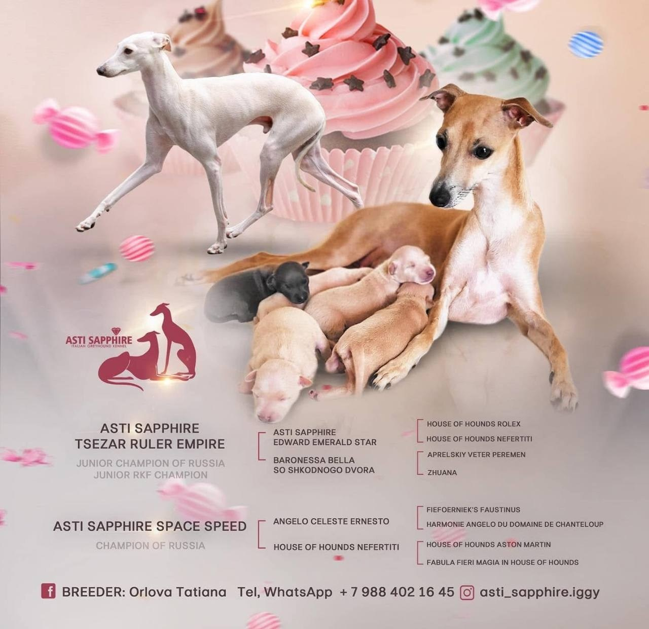 Кремовые детки. Профессиональный питомник левреток РКФ/FCI ASTI SAPPHIRE 💎 Сочи|Санкт-Петербург