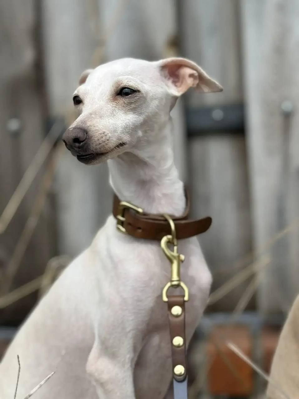 Белоснежные. Профессиональный питомник левреток РКФ/FCI ASTI SAPPHIRE 💎 Сочи|Санкт-Петербург