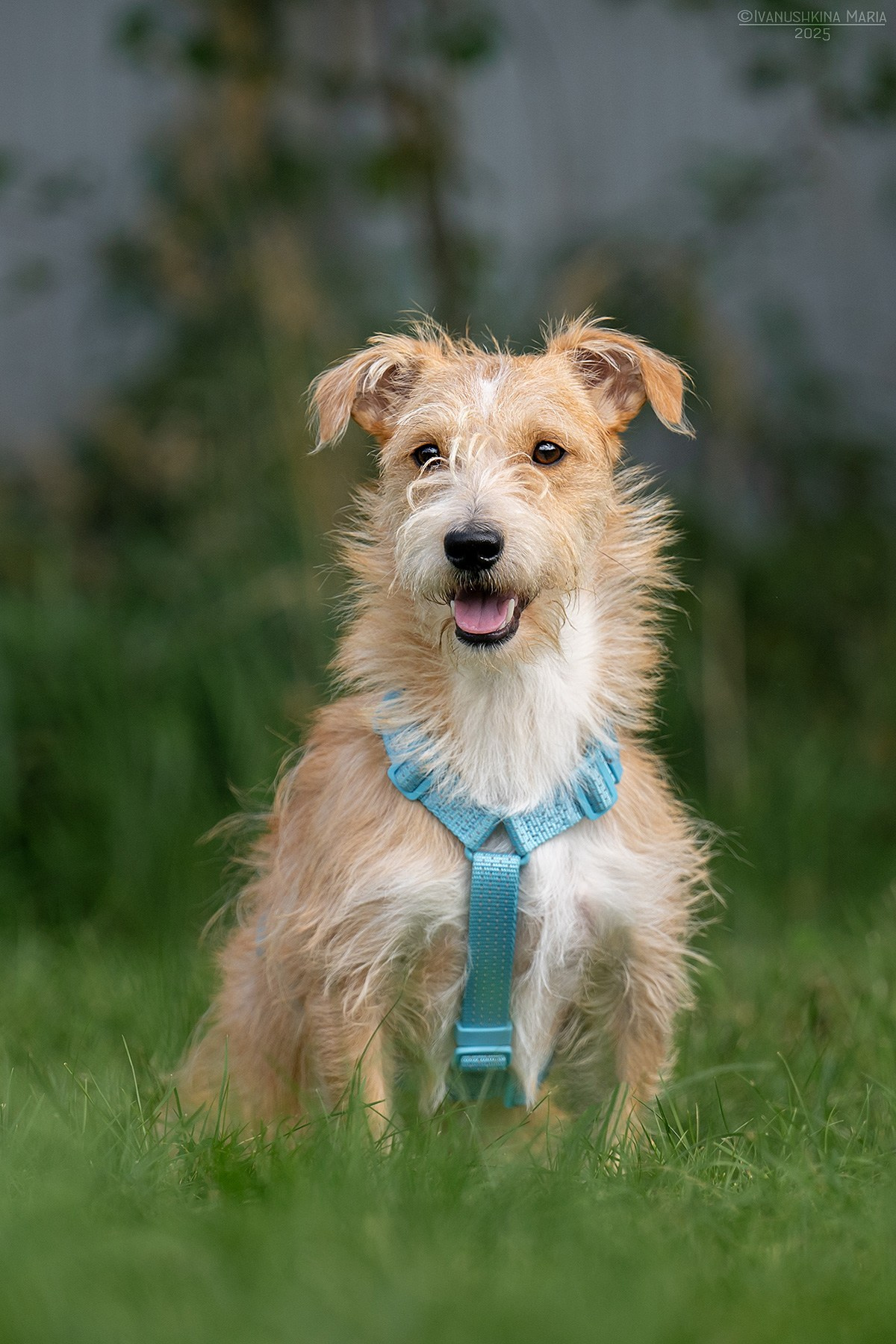 Пиарные фотосессии собак на пристройство. Фотограф собак в Москве и Московской области Иванушкина Мария