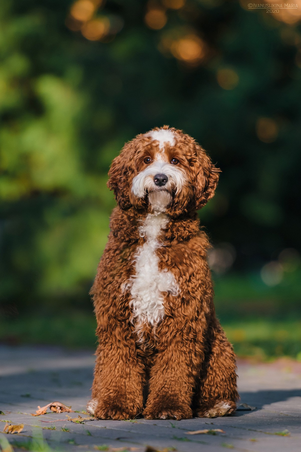 лабрадудль