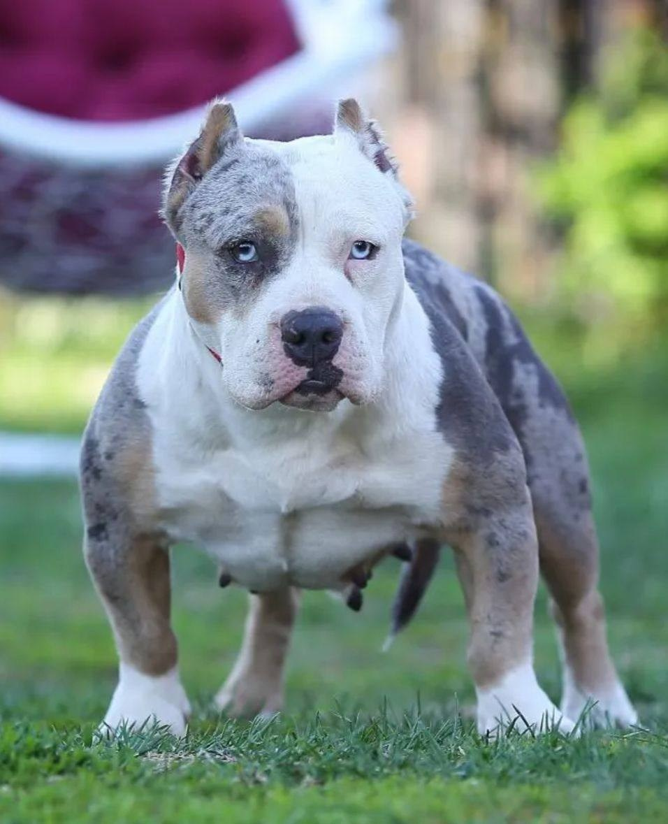 Lordli Of Gardens Blucha. Питомник американских булли Bounty Pride Bully