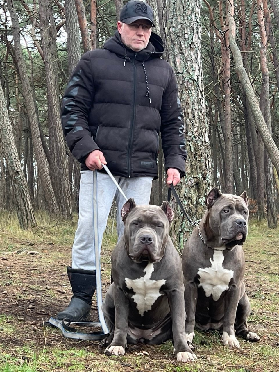 UPB’s Queenie & Zeus. 16.04.24. Американские булли XL в г. Калининград. Питомник Great Bully UNIVERSE