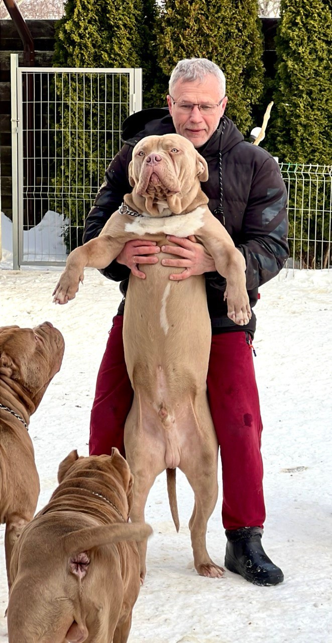 GBU ESKOBAR. Американские булли XL в г. Калининград. Питомник Great Bully UNIVERSE