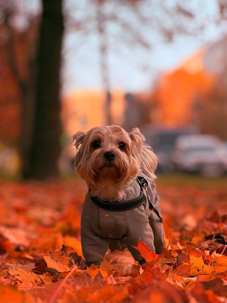 «Собака». Фотограф в Санкт-Петербурге — портретная и жанровая съёмка