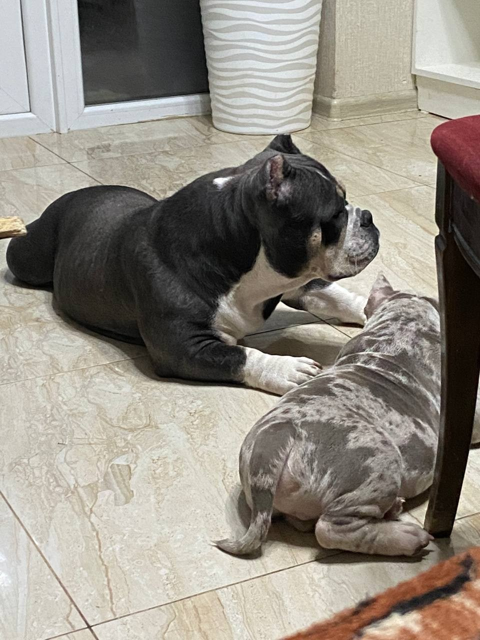 Линда (вязка Батайск). Американский Булли в г. Ростов-на-Дону. Питомник THE POWER OF SIBERIA