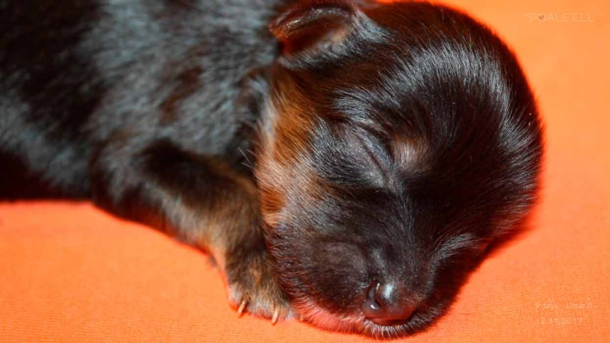 Litter B. Chinese Crested Dog Kennel Poale Ell