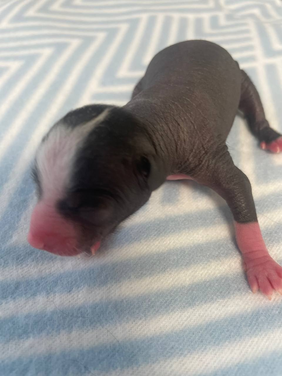 D3 День Рождения