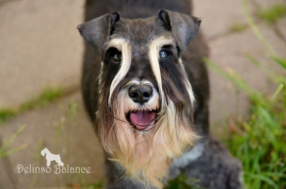 Питомник Делинсо Бэлэнс, щенки цвергшнауцера, купить щенка цвергшнауцера, питомник цвергшнауцеров, кобель цвергшнауцера для вязки, щенок цвергшнауцера, питомник цвергшнауцеров, черный с серебром, цверг, лучший питомник в беларуси, питомник цвергшнауцеров минск