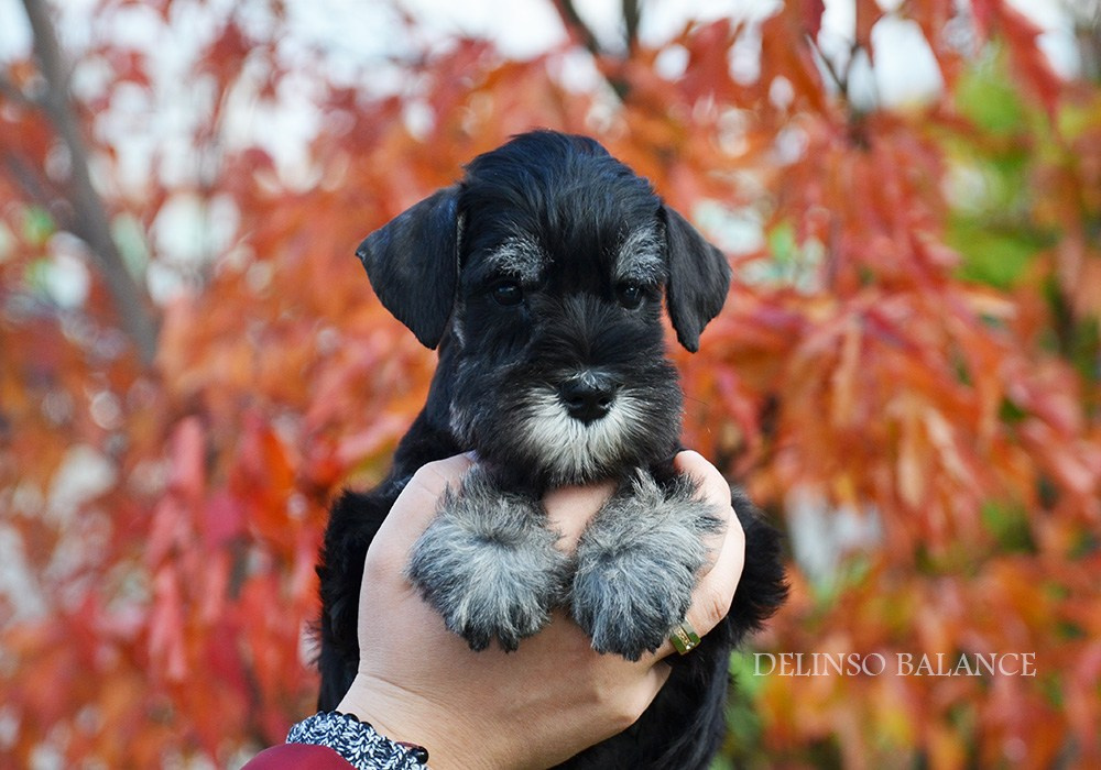 Питомник Делинсо Бэлэнс, щенки цвергшнауцера, купить щенка цвергшнауцера, питомник цвергшнауцеров, кобель цвергшнауцера для вязки, щенок цвергшнауцера, питомник цвергшнауцеров, черный с серебром, цверг, лучший питомник в беларуси, питомник цвергшнауцеров минск