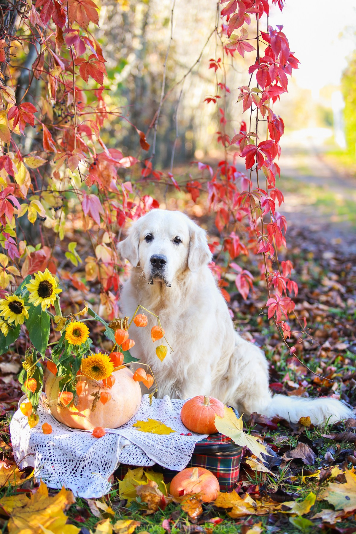 Юбилей собаки, фотосессия к дню рождения собаки 10 лет. Семейный и детский фотограф в Москве Мария Быкова
