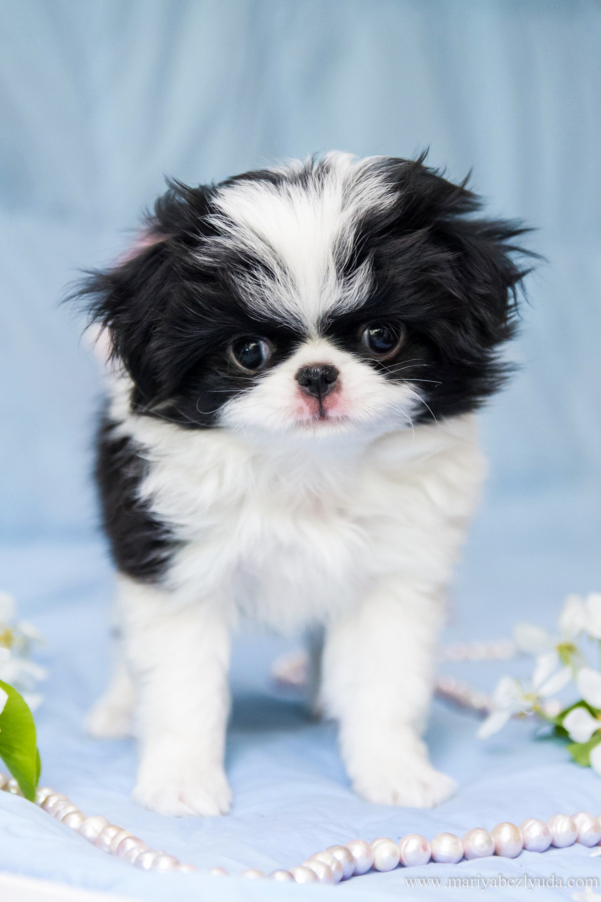 Щенки. Семейный и детский фотограф в Москве Мария Быкова