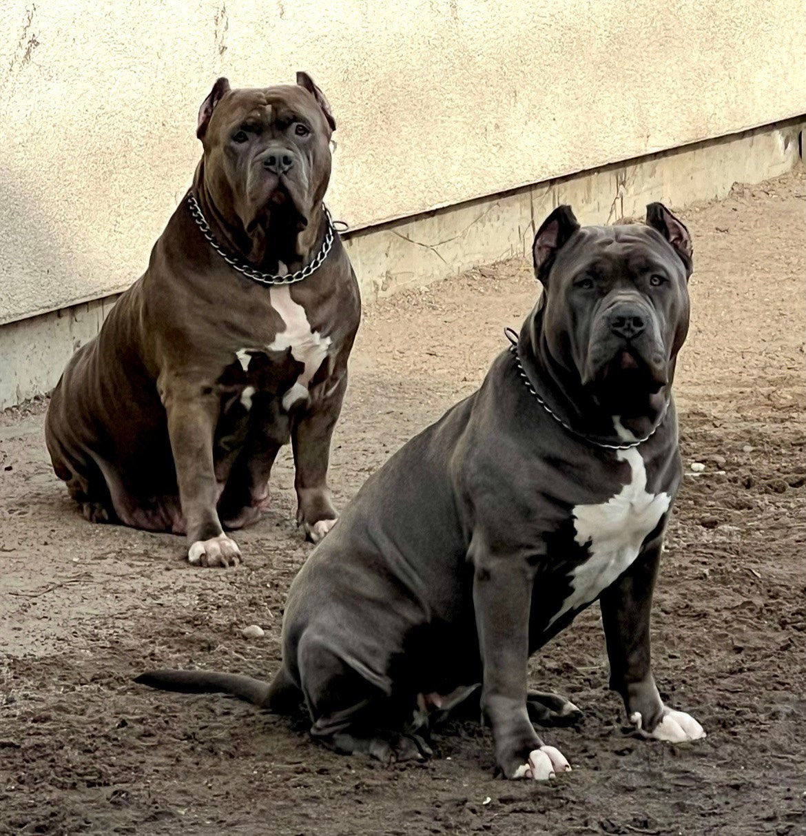 UPB’s Queenie & Zeus. 16.04.24. Американские булли XL в г. Калининград. Питомник Great Bully UNIVERSE