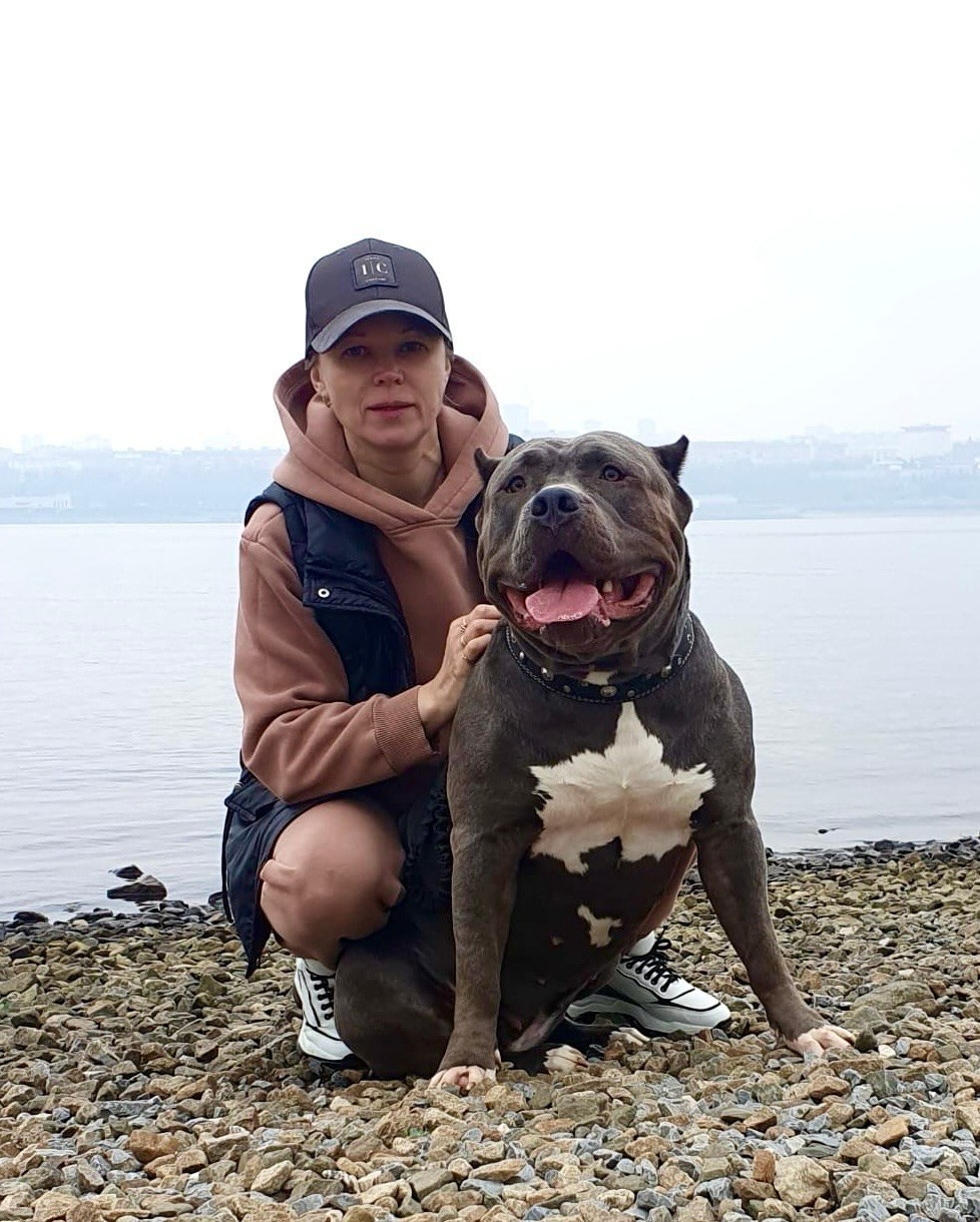 UPB’s Queenie & Zeus. 16.04.24. Американские булли XL в г. Калининград. Питомник Great Bully UNIVERSE