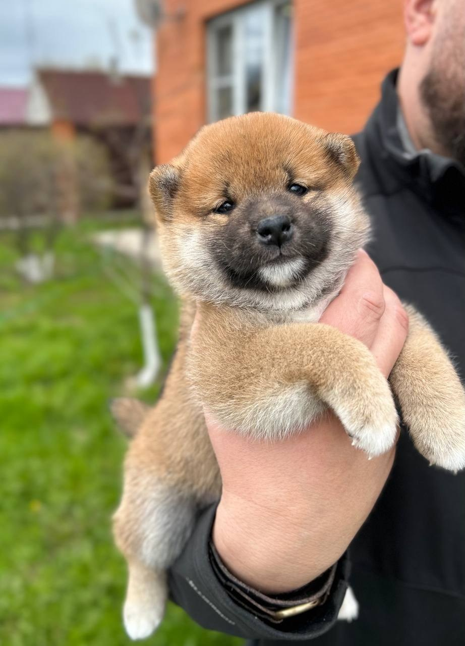 сиба питомник Рубилайт щенки на продажу rubylight  сиба щенки купить СПб Санкт-Петербург