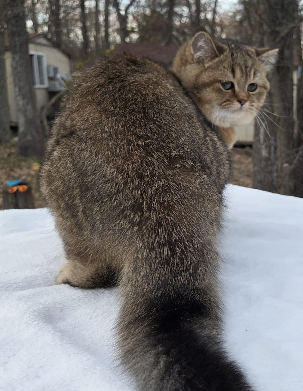 Bagira, DB- 08.25.25, female, $1350. British shorhair Cats