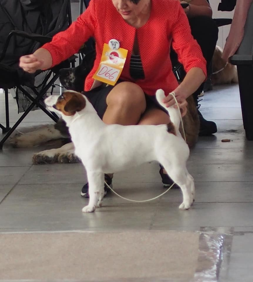 CANE MAESTRO ILANG-ILANG. CANE MAESTRO — kennel Jack Russell Terrier