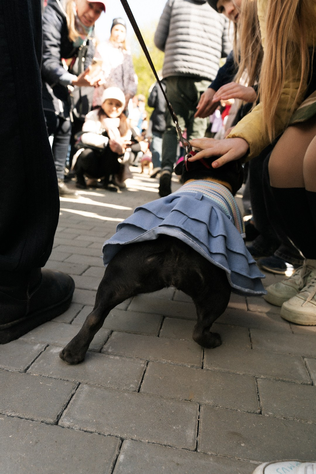 Парад Бульдогов. Axenov_eugene