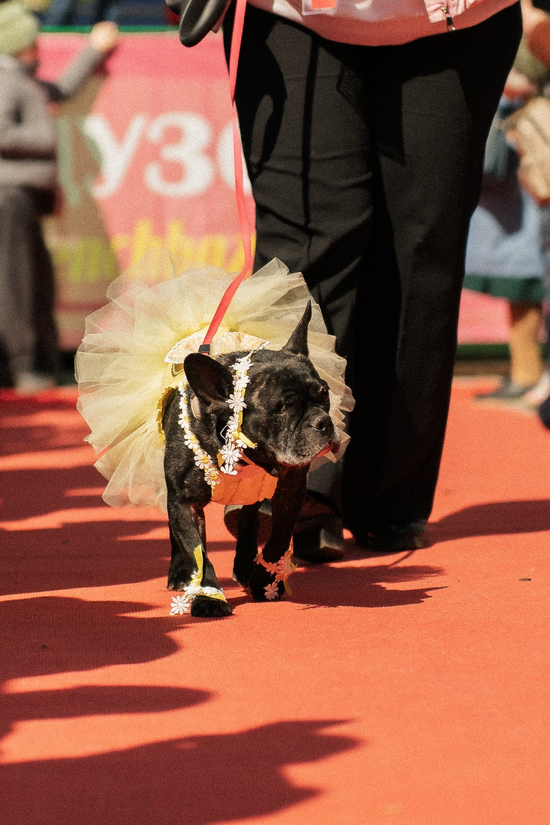 Парад Бульдогов. Axenov_eugene