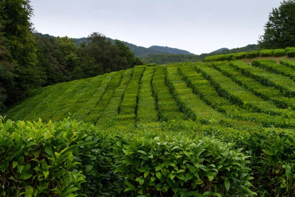КРАСИВЫЕ МЕСТА В СОЧИ. Свадебный и семейный фотограф/видеограф в Краснодаре Наталья Осинская