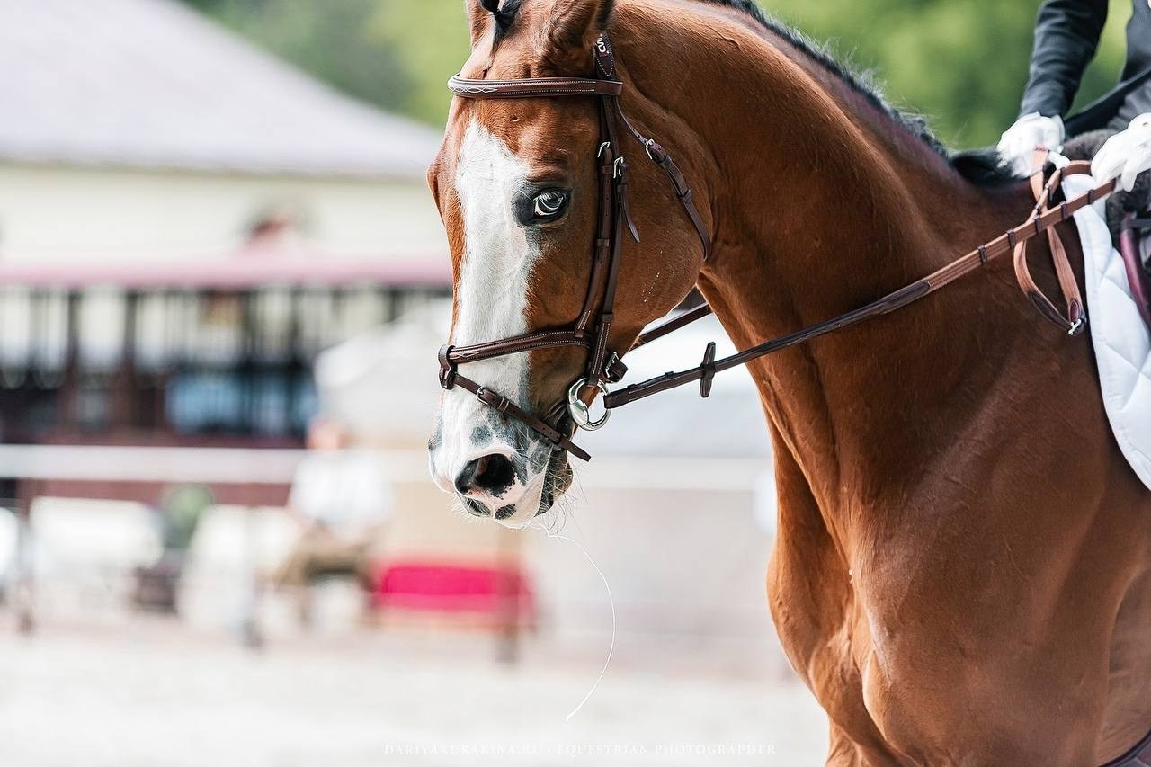 ЛЕТНИЙ КУБОК по ВЫЕЗДКЕ КСЦ «ИЗМАЙЛОВО». Конный фотограф Куракина Дарья • Фотосессии с лошадьми