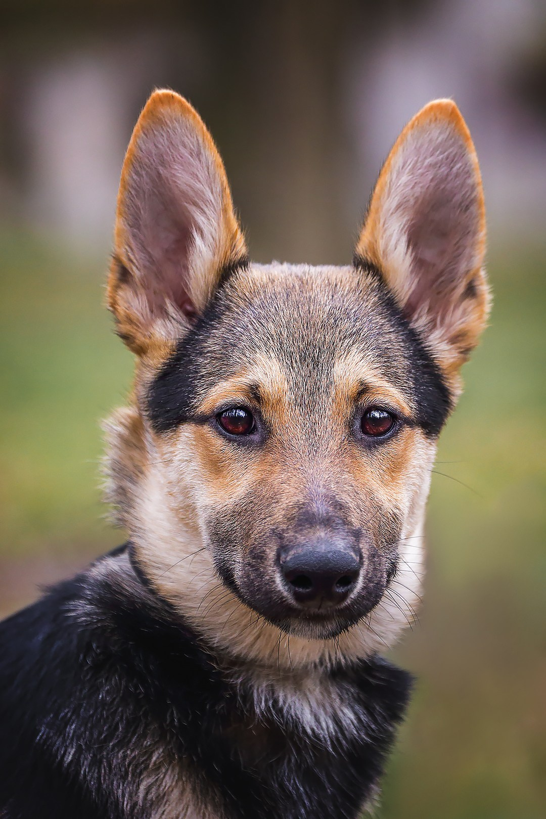 Собаки приюта Келтсские ангелы. Irenephoto.ru