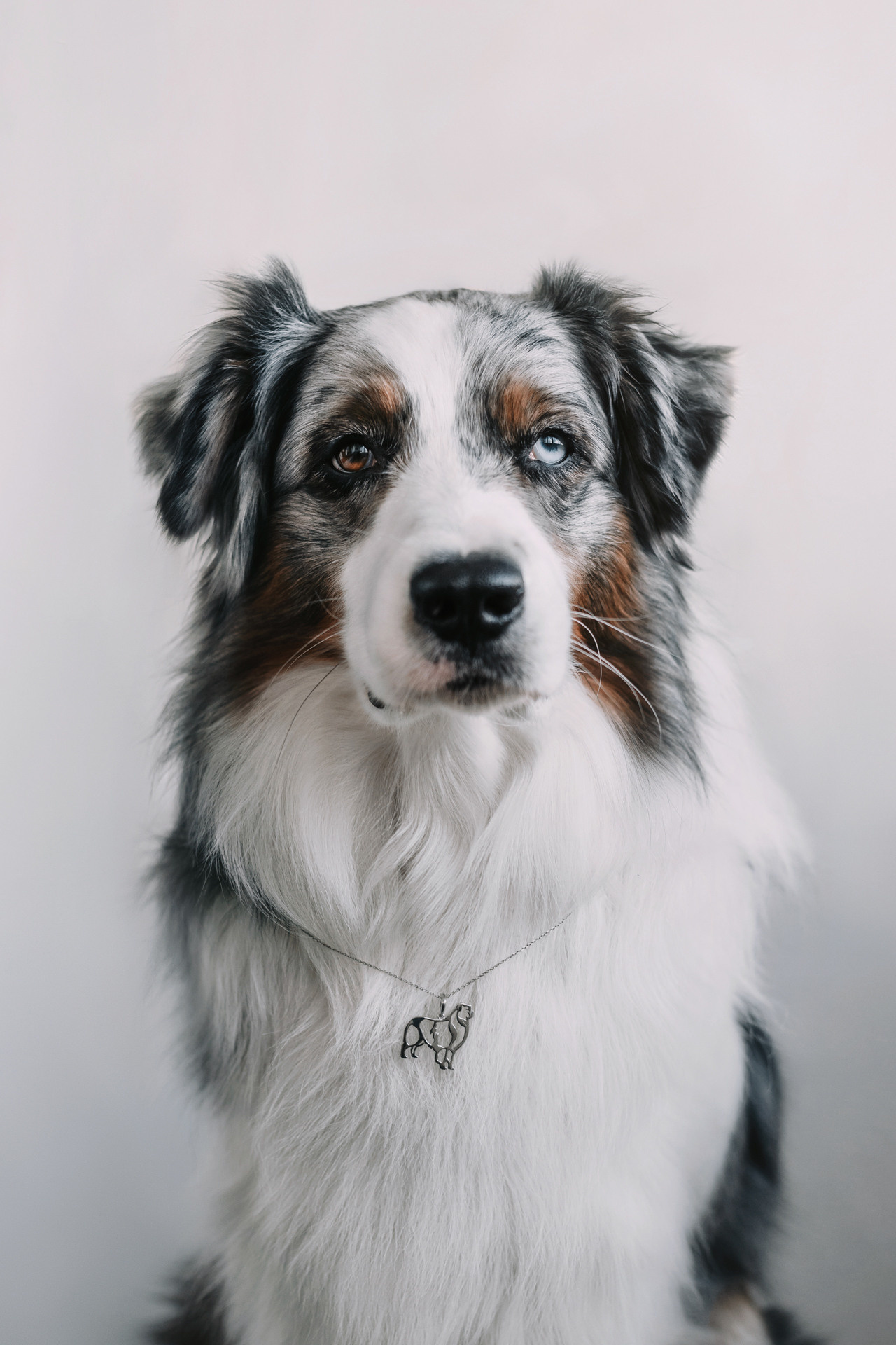 Украшения Diamond Animal. Фотограф-анималист Елена Радченко, Москва