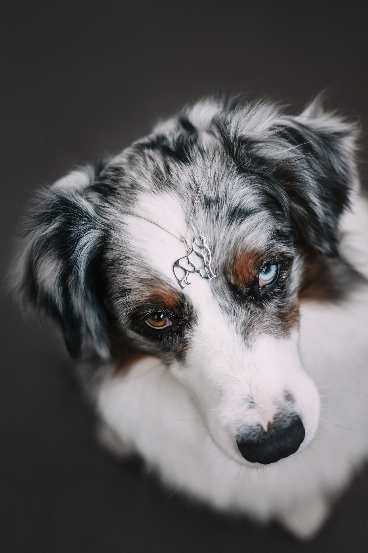 Украшения Diamond Animal. Фотограф-анималист Елена Радченко, Москва