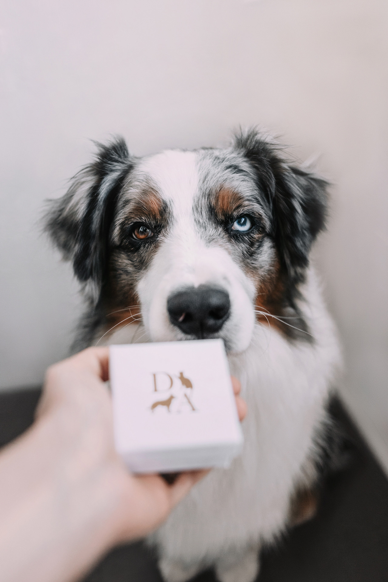 Украшения Diamond Animal. Фотограф-анималист Елена Радченко, Москва