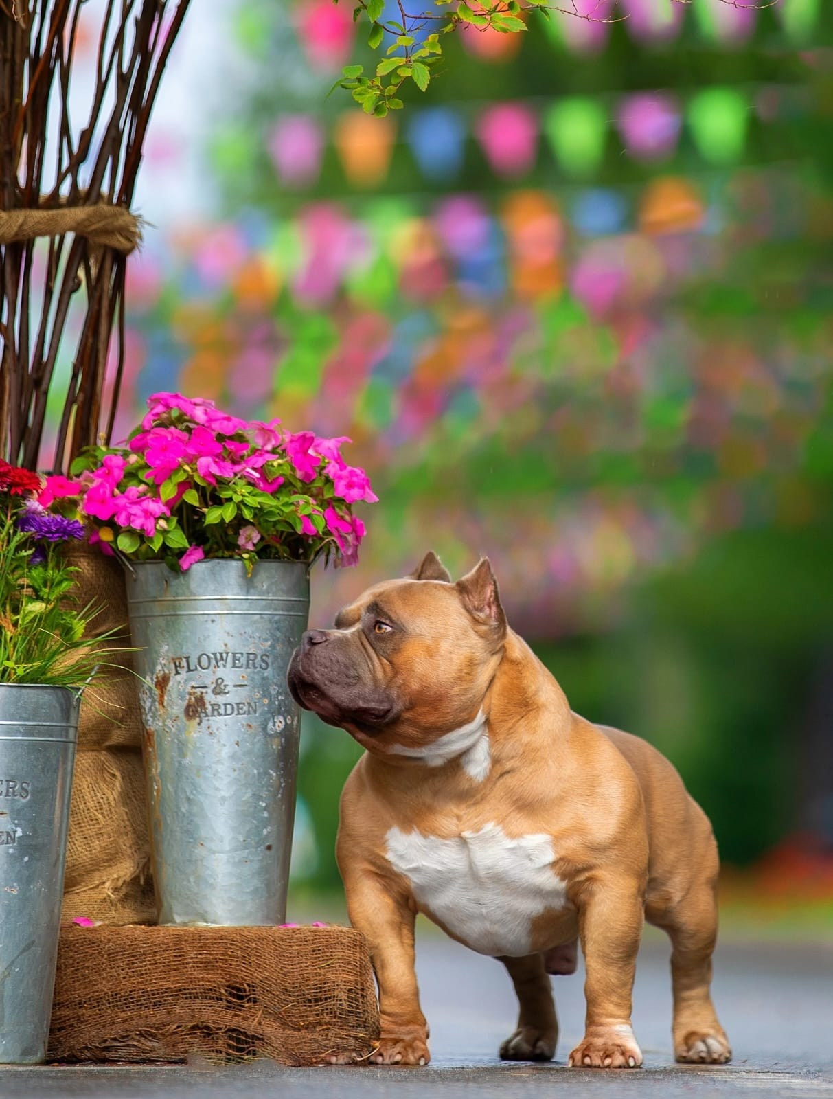 Родители Челси. ПИТОМНИК СОБАК ПОРОДЫ АМЕРИКАНСКИЙ БУЛЛИ