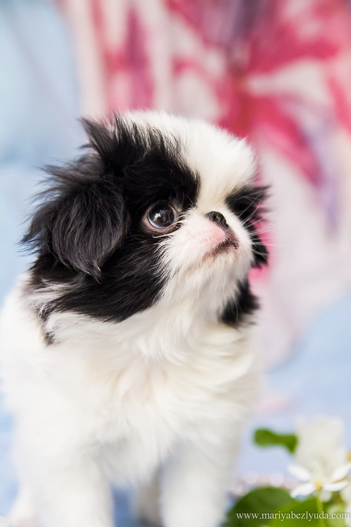 Щенки. Семейный и детский фотограф в Москве Мария Быкова