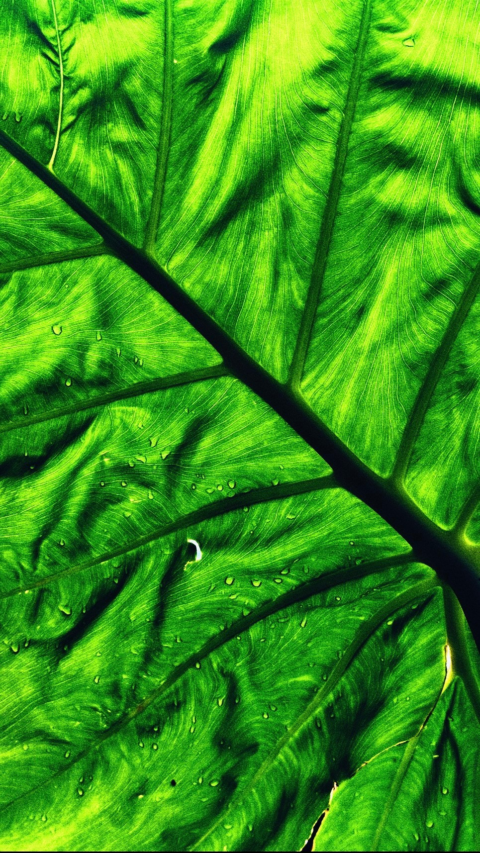 Elements. Carolinetru