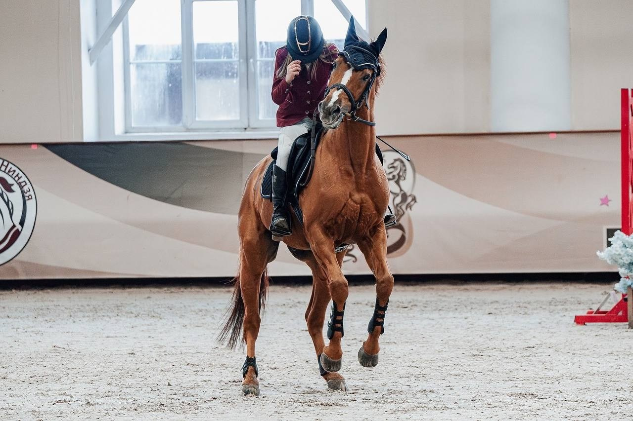 КУБОК МОСКВЫ по КОНКУРУ в КСК «ВИВАТ, РОССИЯ!». Куракина Дарья • Конный фотограф