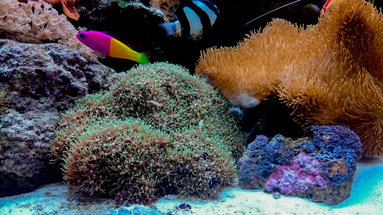 Морские аквариумы. Портфолио Максима Ерёмина. Аквариумист Максим Ерёмин. Aqua Maxim