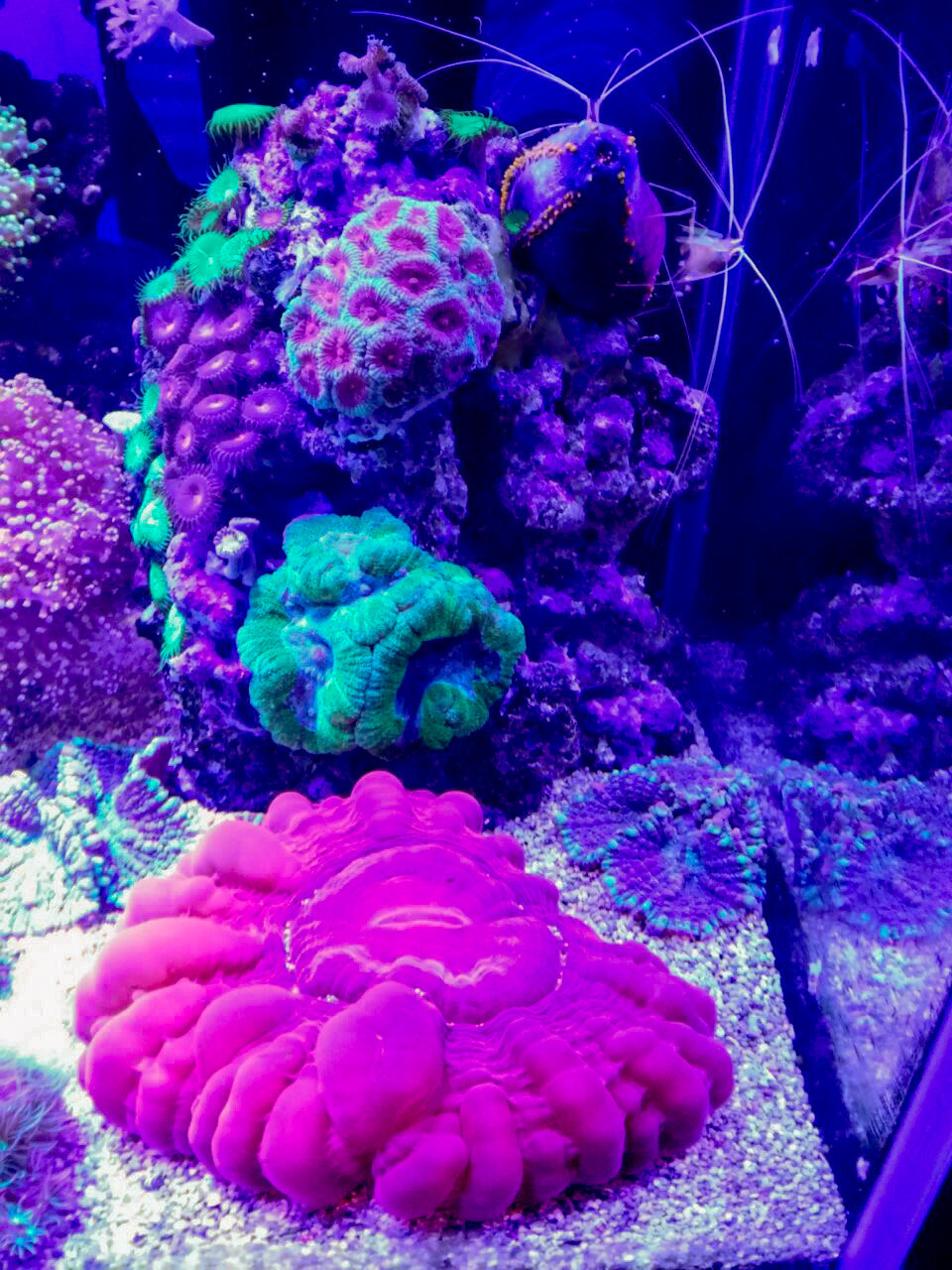 Морские аквариумы. Портфолио Максима Ерёмина. Аквариумист Максим Ерёмин. Aqua Maxim