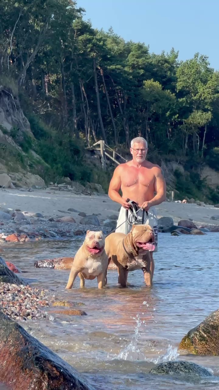 Видео Хантер. Американские булли XL в г. Калининград. Питомник Great Bully UNIVERSE