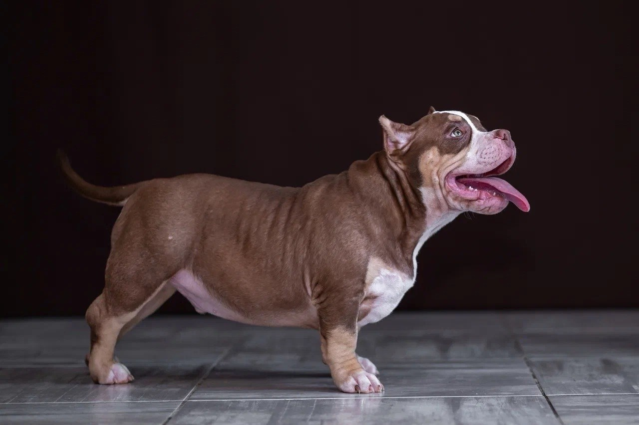 Свободные щенки Американский Булли в Иркутске. Питомник собак Иркутск