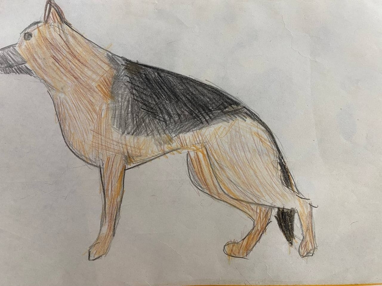 Акция рисунков «Собаки-герои Великой Отечественной войны». НРОО КЦ "Собаковод"