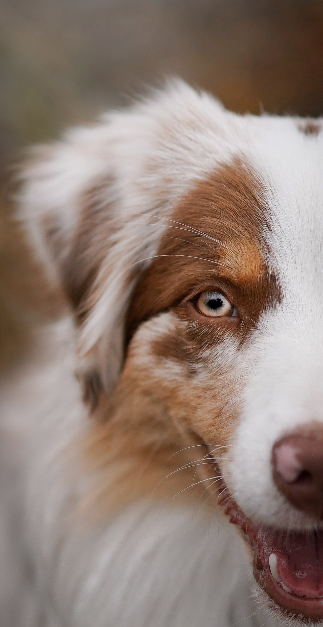 Панда и Юни в Карелии. Фотограф-анималист в Санкт-Петербурге Яна Мартынова