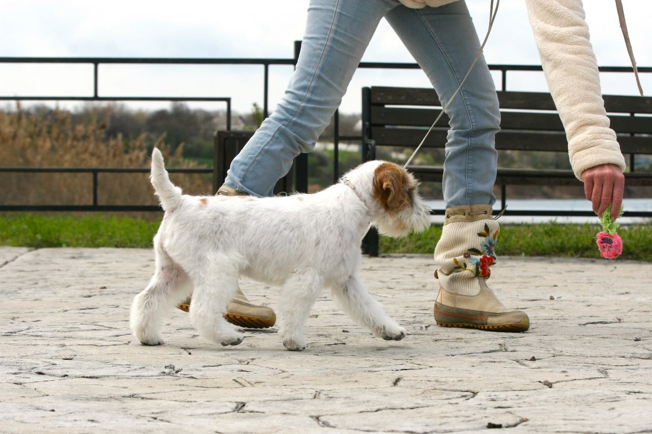 Lovely-Orange Coza Nostra. Lovely-Orange питомник джек рассел терьеров