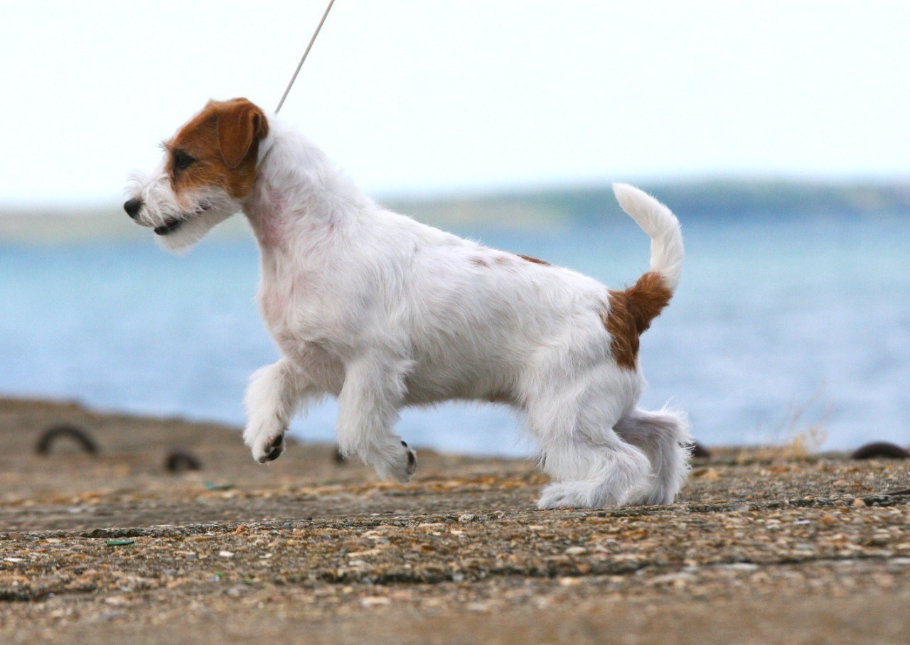 Anroal Chiquilla aka Miya. Lovely-Orange питомник джек рассел терьеров