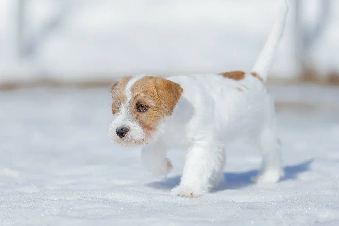 Сука 4. Lovely-Orange питомник джек рассел терьеров