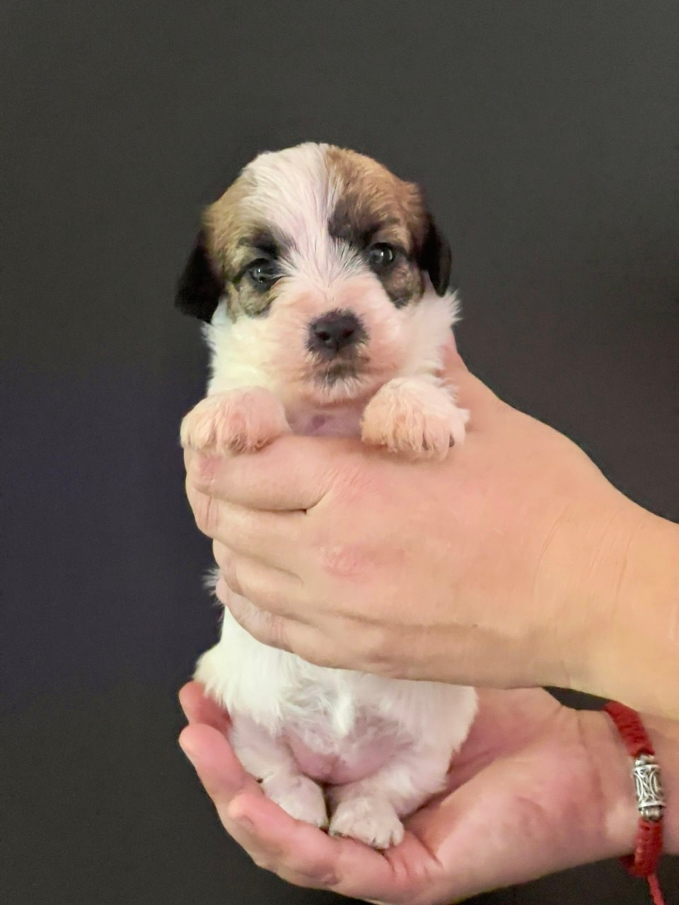 Сука 3. Lovely-Orange питомник джек рассел терьеров