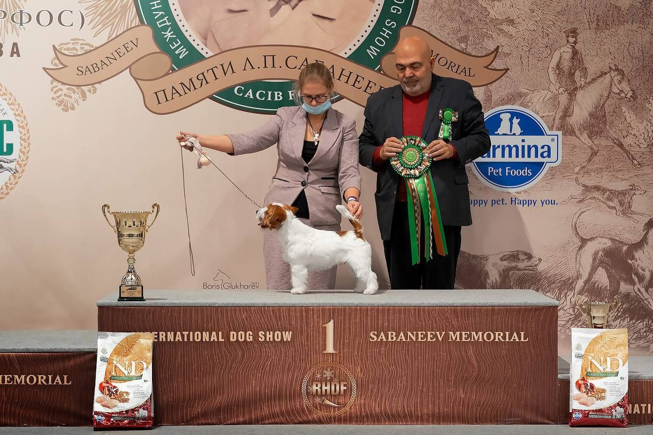 Lovely-Orange Barlow. Lovely-Orange питомник джек рассел терьеров