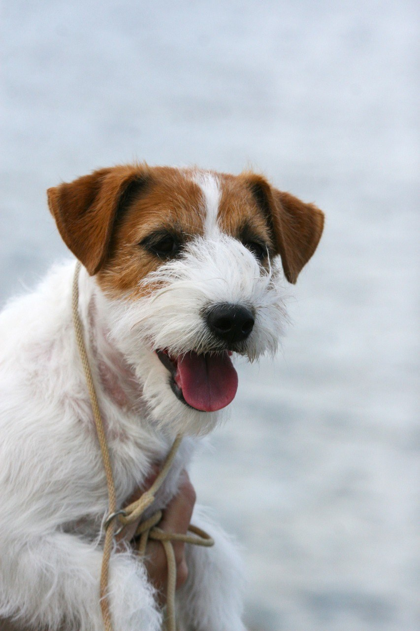 Anroal Chiquilla aka Miya. Lovely-Orange питомник джек рассел терьеров